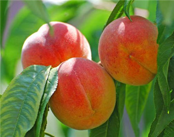 五种人最好别吃桃子 桃子的储存方式